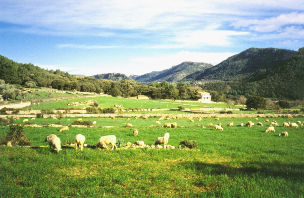 Buying a finca in Mallorca