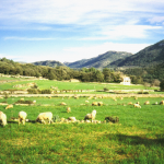 Buying a finca in Mallorca
